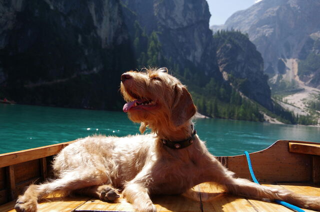 Dog enjoying a day on the lake in Italy