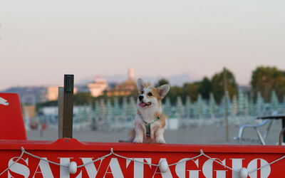 A dog on the beach in Italy
