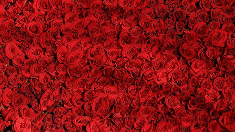Red Roses