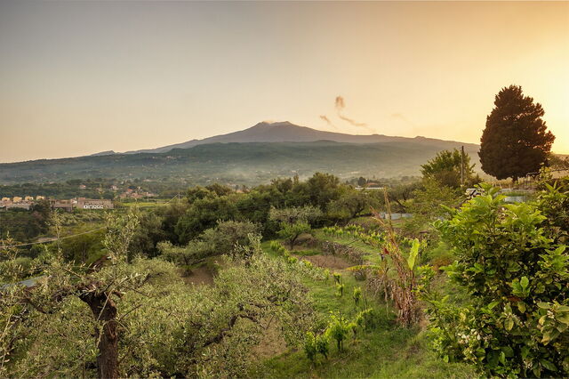 Vinyards with Mount Etna in the background
