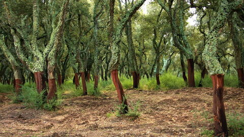 A forest of cork oak trees