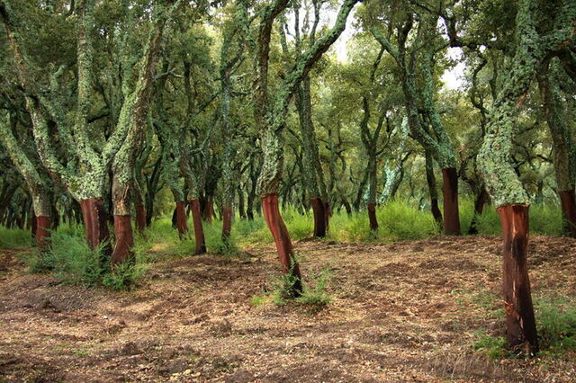 A forest of cork oak trees