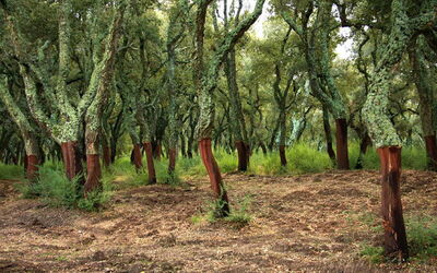 A forest of cork oak trees