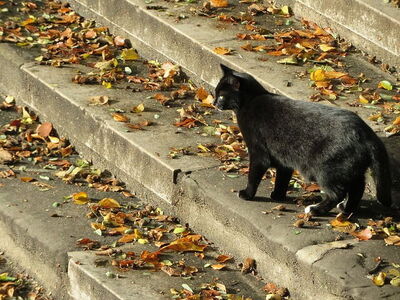 a black cat