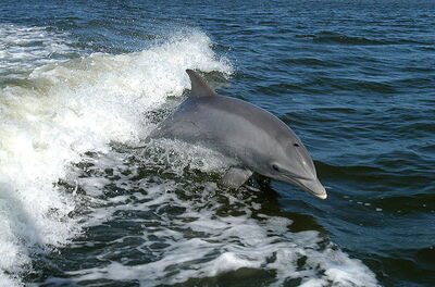 Dolphin chasing a boat