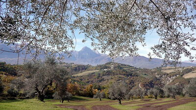 Olive groves in Abruzzo