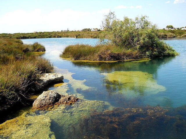 Porto Selvaggio marshland