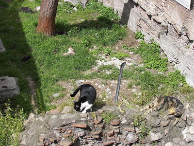 The cats of Torre Argentina