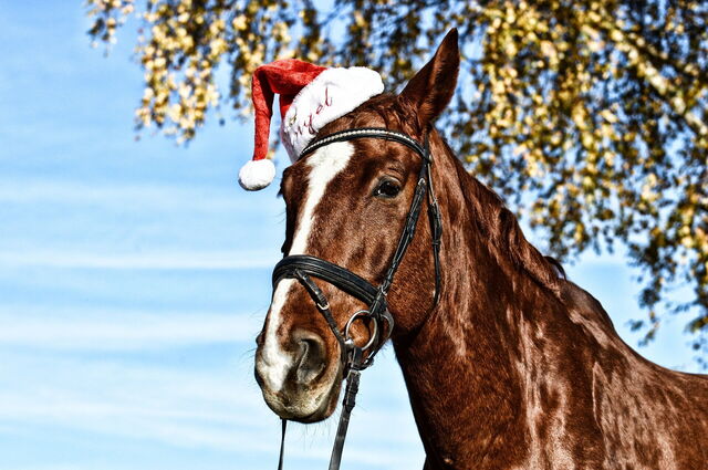 Santa Horse