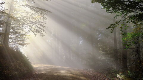 Morning in the Forest