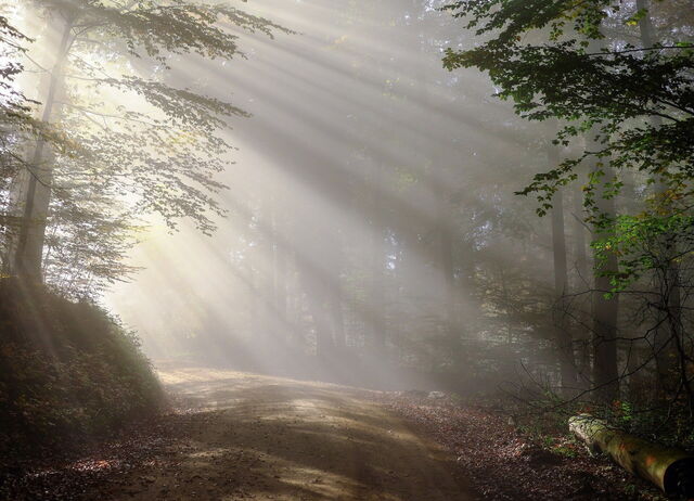 Morning in the Forest