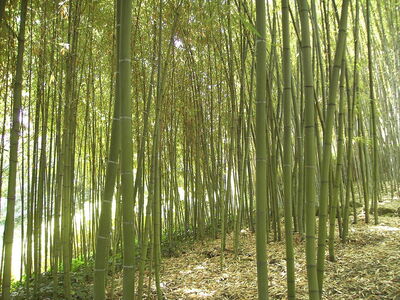 Bamboo, Orto Botanico di Roma