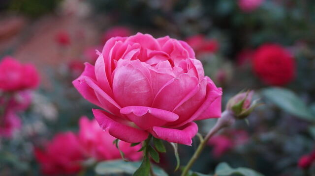 Roses