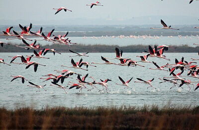 Flamingoes, Comacchio