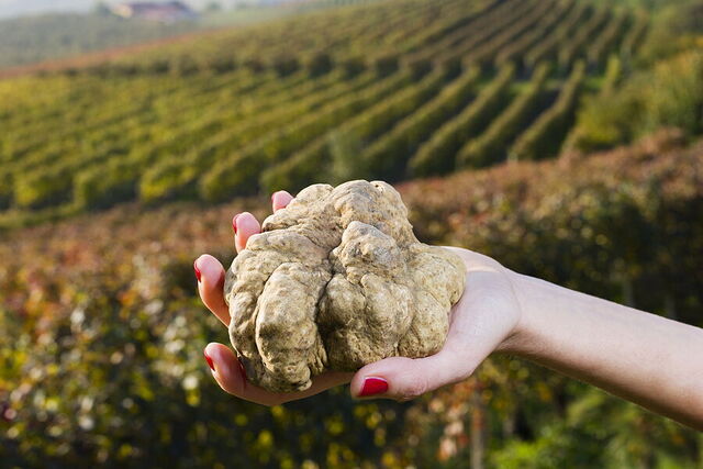 White truffles, Piedmont