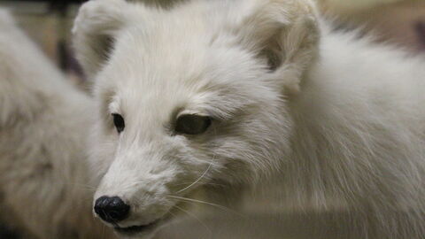 Taxidermy fox