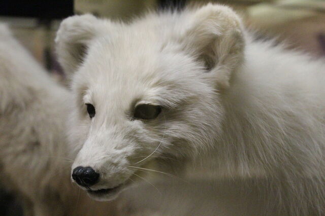 Taxidermy fox