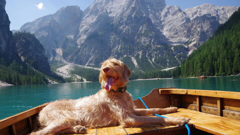 A dog enjoying a break in the Italian Alps