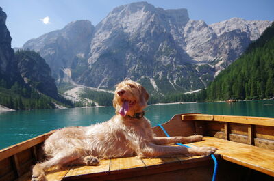 A dog enjoying a break in the Italian Alps