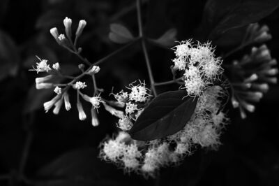 Flowers, Villa Durazzo-Pallavicini