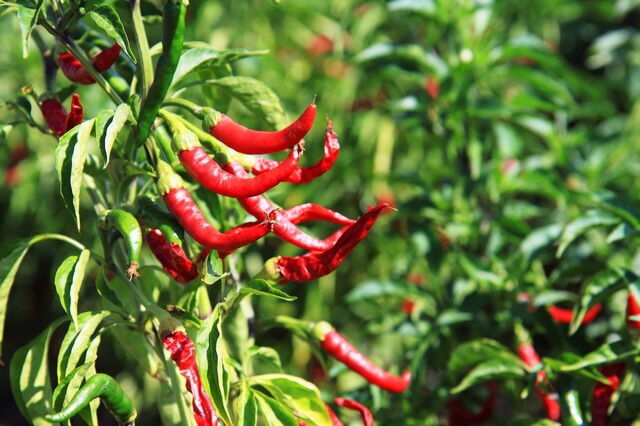 Chilli plants