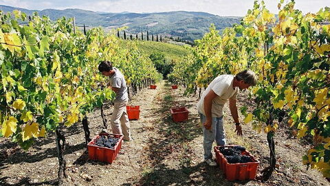 Harvest in Volpaia