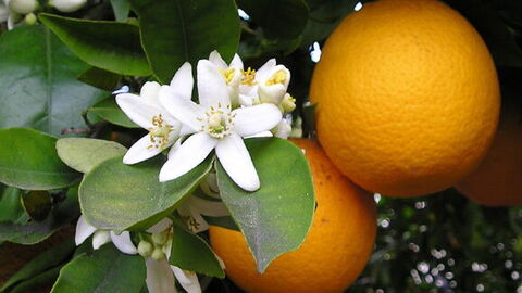 A ripening orange tree