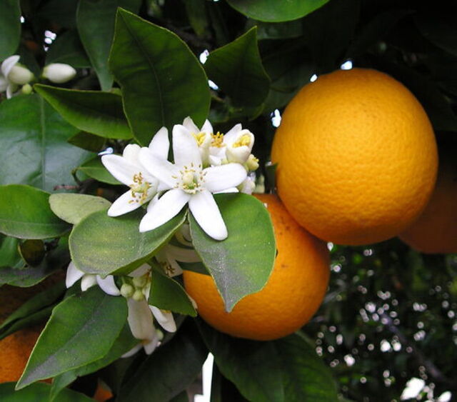 A ripening orange tree