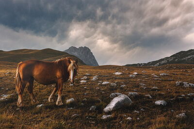 A horse in the Gran Sasso and Monti della Laga National Park