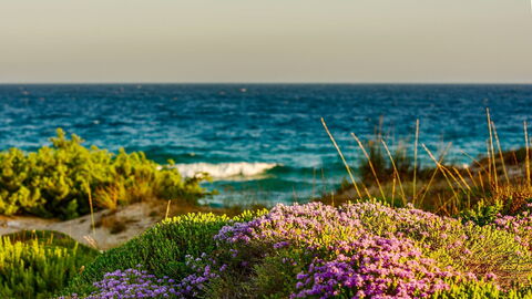 Campomarino, Flora