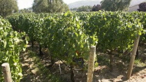 Vineyard