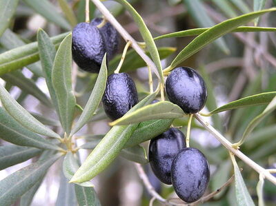 Ripening black olive