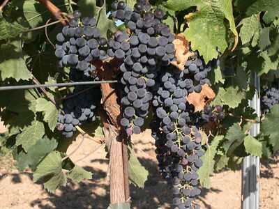 Closeup of merlot grape vine