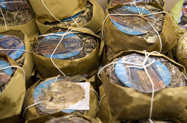Pecorino cheese