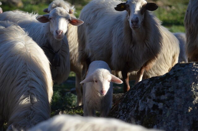 Sheep in the Sardinian countryside