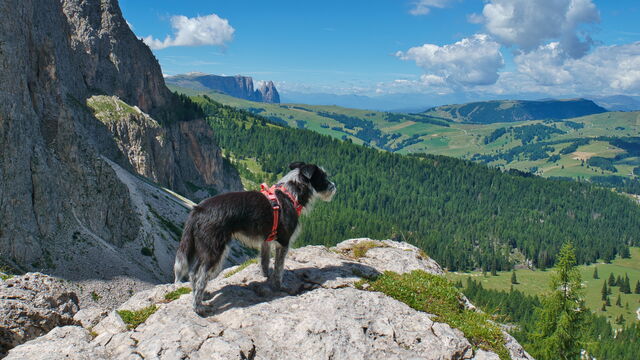 Hiking with a dog in the Dolomites