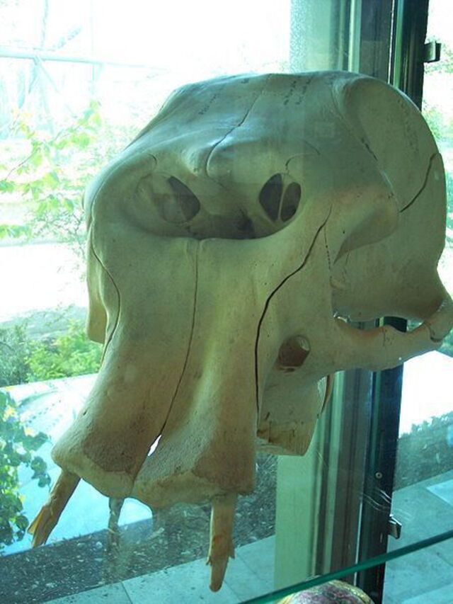 Extinct dwarf elephant skull