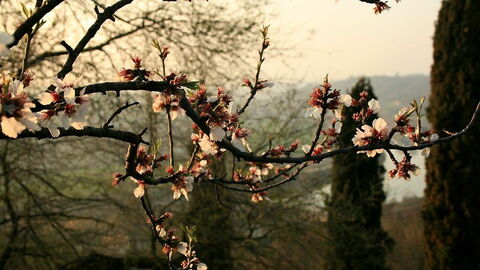 Parco Giardino Sigurtà, cherry blossoms