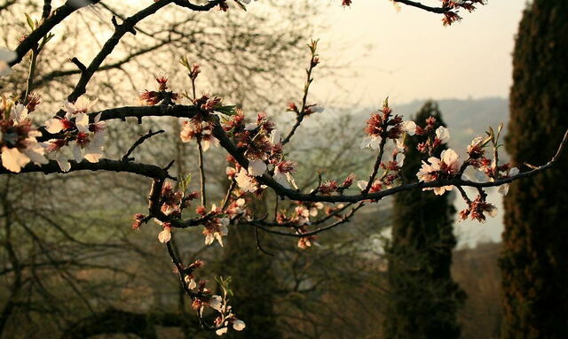 Parco Giardino Sigurtà, cherry blossoms