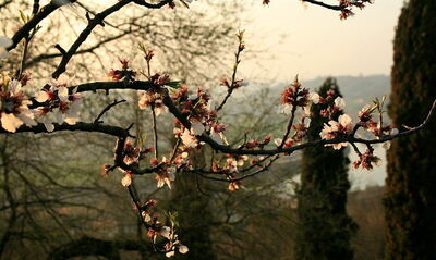 Parco Giardino Sigurtà, cherry blossoms