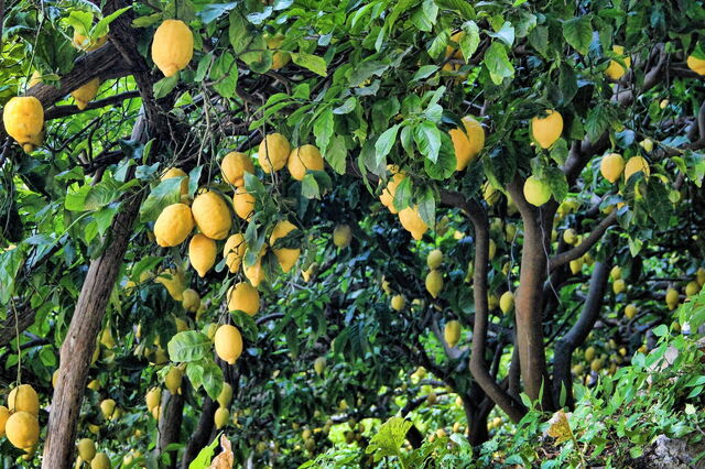 Lemons in Italy