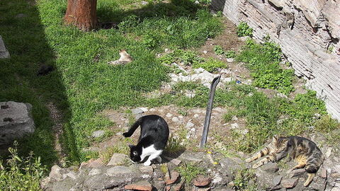 The cats of Torre Argentina