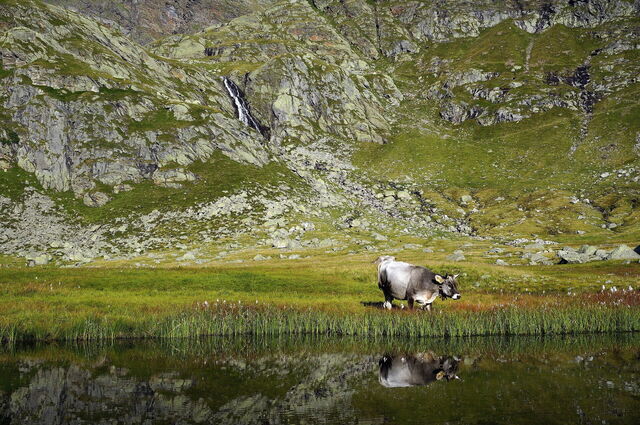 A cow outside Merano