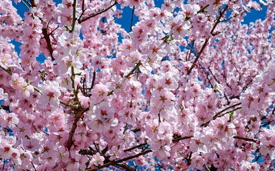 Cherry blossoms