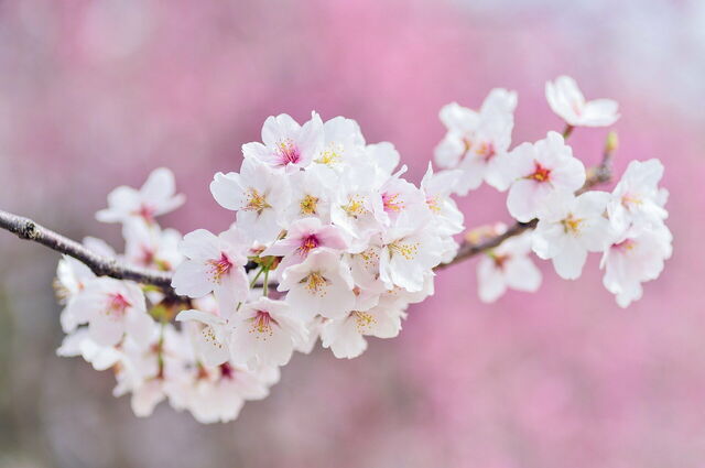 Cherry Blossoms