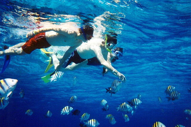 Snorkelling to see marine life