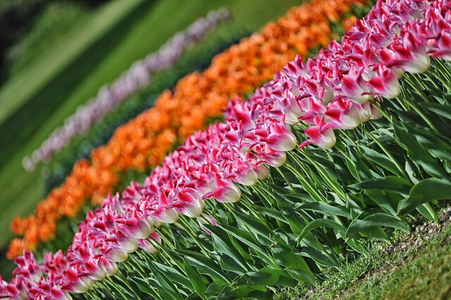 Tulips