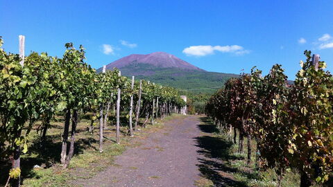 Vineyard at the base of Vesuvius