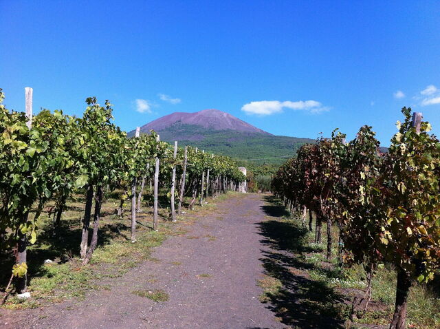 Vineyard at the base of Vesuvius