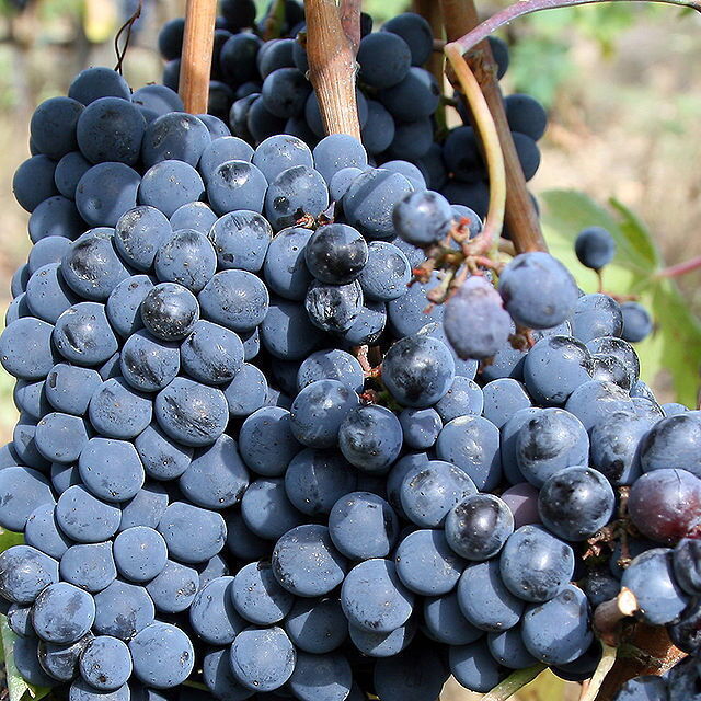grapes of Chianti wine